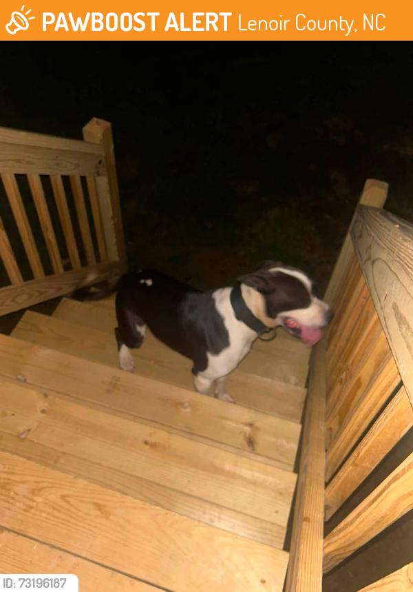 Found/Stray Male Dog last seen Harrisburg, Norwood and Summerhill, Lenoir County, NC 28504