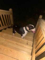 Found/Stray Male Dog last seen Harrisburg, Norwood and Summerhill, Lenoir County, NC 28504