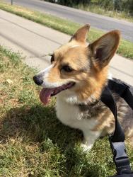 Found/Stray Unknown Dog last seen Rocky Mountain Jr. High, Hooper, UT 84315