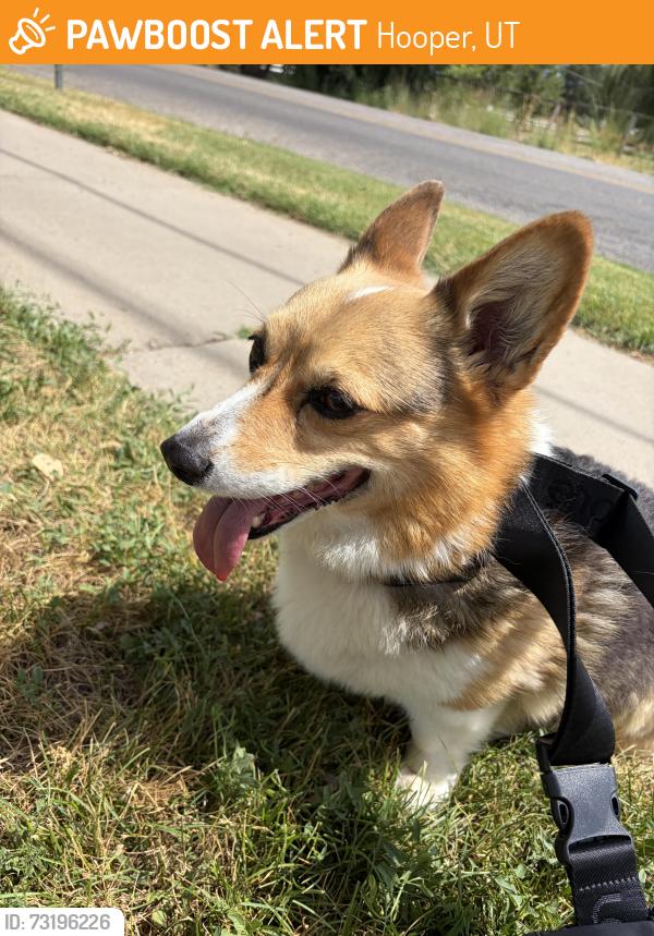 Found/Stray Unknown Dog last seen Rocky Mountain Jr. High, Hooper, UT 84315