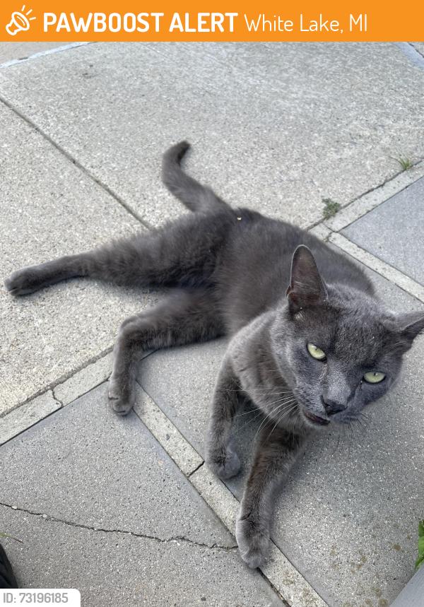 Found/Stray Female Cat last seen Anderson rd, White Lake, MI 48386