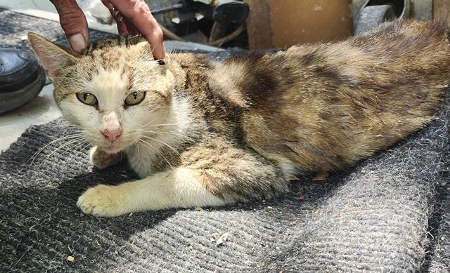 Shelter Stray Male Cat last seen Near BLOCK GRENET, 4710 TX-151, San Antonio, TX 78227, USA