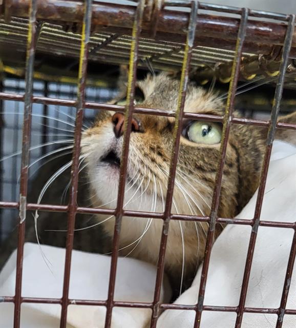 Shelter Stray Female Cat last seen Near BLOCK BENRUS BLVD, 4710 TX-151, San Antonio, TX 78227, USA