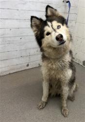 Shelter Stray Female Dog last seen 7TH ST AND WATERMAN ST, 333 Chandler Pl, San Bernardino, CA 92408, USA