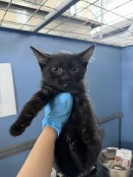 Shelter Stray Female Cat last seen E DATE ST & N FAIRFAX DR, SAN BERNARDINO, CA, 92404, USA, 333 Chandler Pl, San Bernardino, CA 92408, USA
