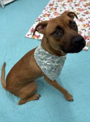 Shelter Stray Female Dog last seen Near BLOCK GREENVIEW AVE, DETROIT, MI 48219, 7401 Chrysler Dr, Detroit, MI 48211, USA