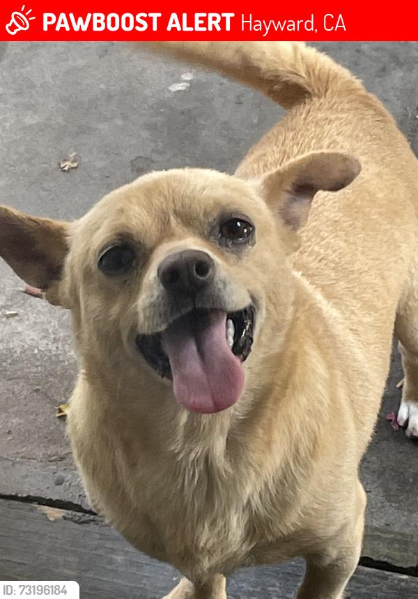 Lost Male Dog last seen Gomer st, Hayward, CA 94544