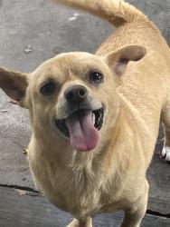 Lost Male Dog last seen Gomer st, Hayward, CA 94544