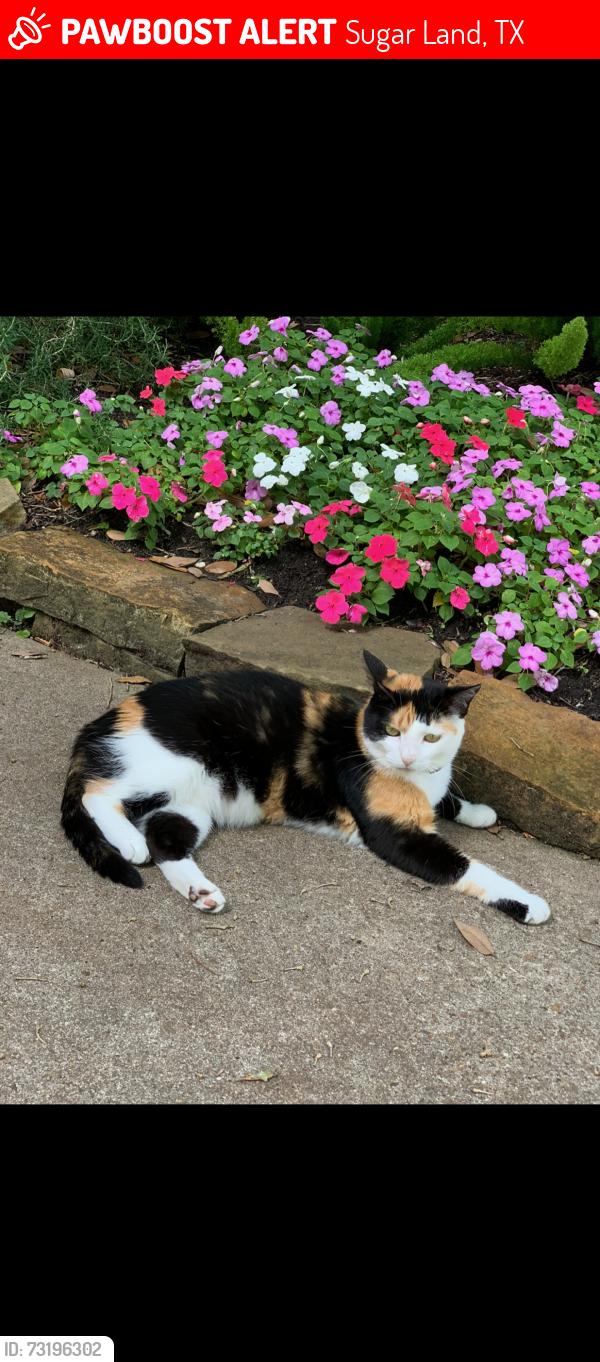 Lost Female Cat last seen Greatwood Parkway, Sugar Land, TX 77479