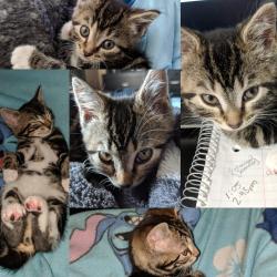 Reunited Female Cat last seen Nelson and Merritt dr close to Sam Riddley, La Vergne, TN 37086