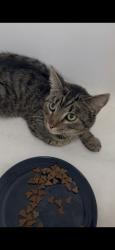 Reunited Male Cat last seen Near Wilshire Blvd, Santa Monica, CA 90403, USA, Santa Monica, CA 90403