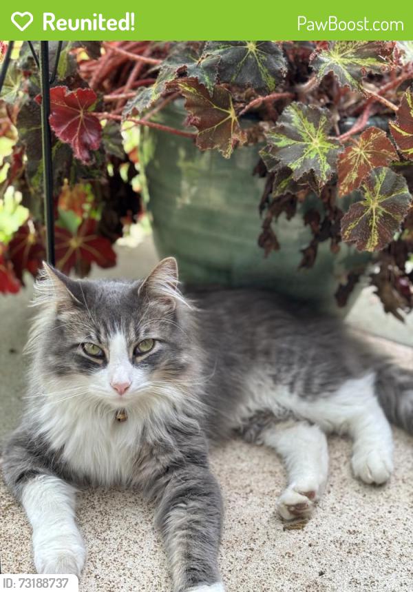 Reunited Male Cat last seen Near Olivette executive parkway, Olivette, MO 63132