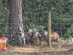 Reunited Unknown Dog last seen Nolan, Clay County, FL 32068