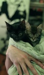 Lost Female Cat last seen Building 410, New York, NY 10025