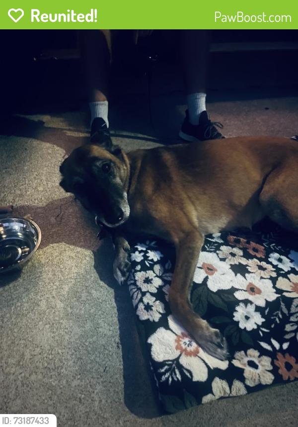 Reunited Female Dog last seen Brockton Elementary, Los Angeles, CA 90025