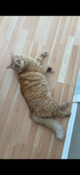 Lost Male Cat last seen Webber & McGregor rd, West Kelowna, BC V4T 1G3