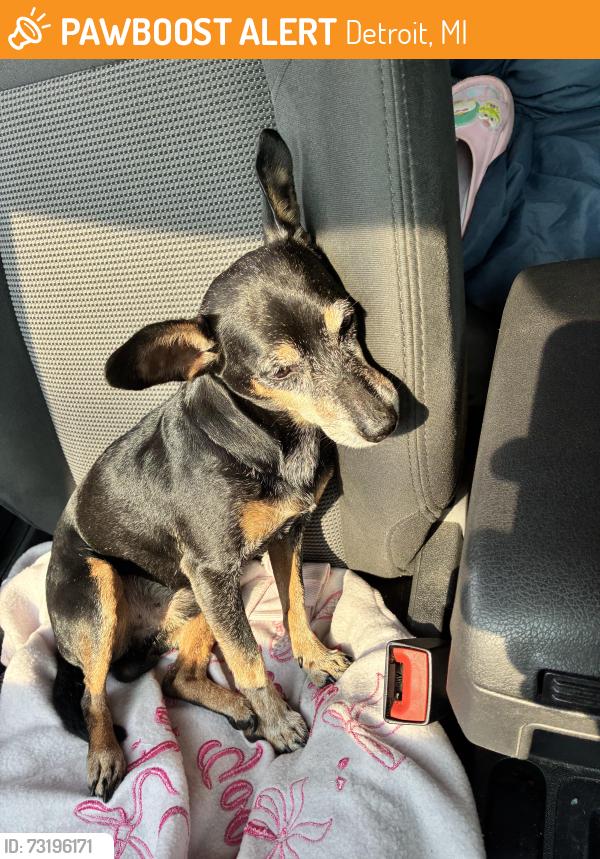 Found/Stray Male Dog last seen E 7 mile Detroit, Detroit, MI 48234