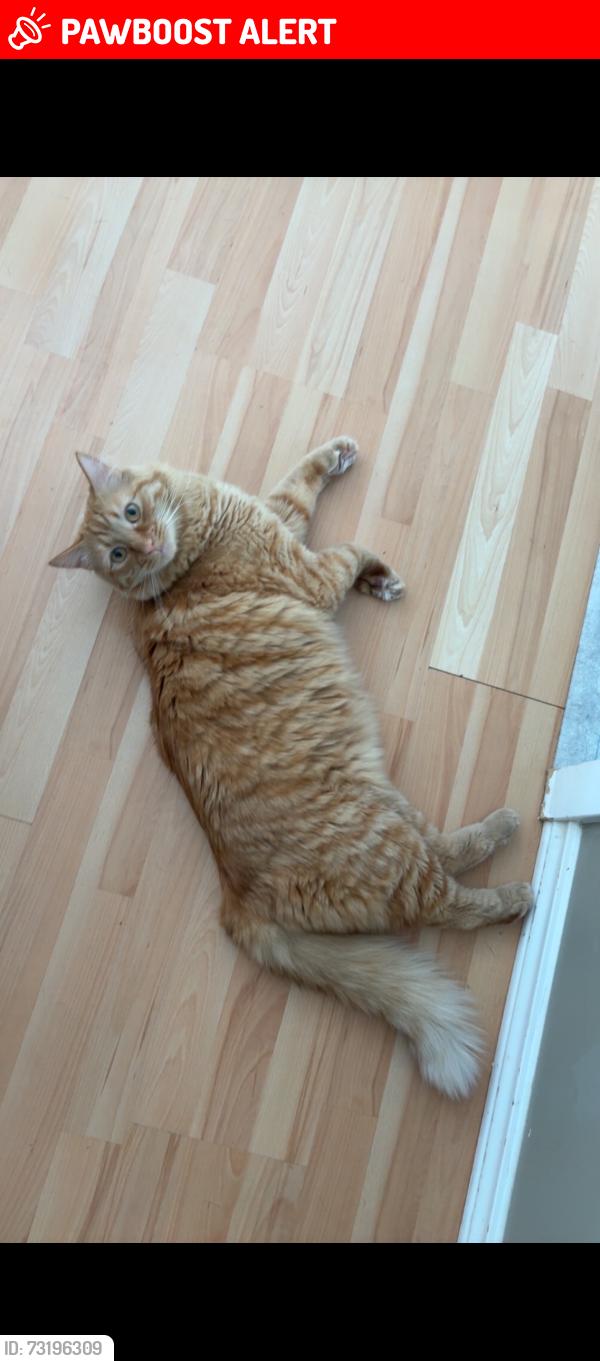 Lost Male Cat last seen Webber & McGregor rd, West Kelowna, BC V4T 1G3