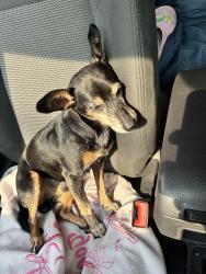Found/Stray Male Dog last seen E 7 mile Detroit, Detroit, MI 48234