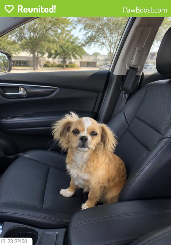 Reunited Female Dog last seen Flores and Military, San Antonio, TX 78214