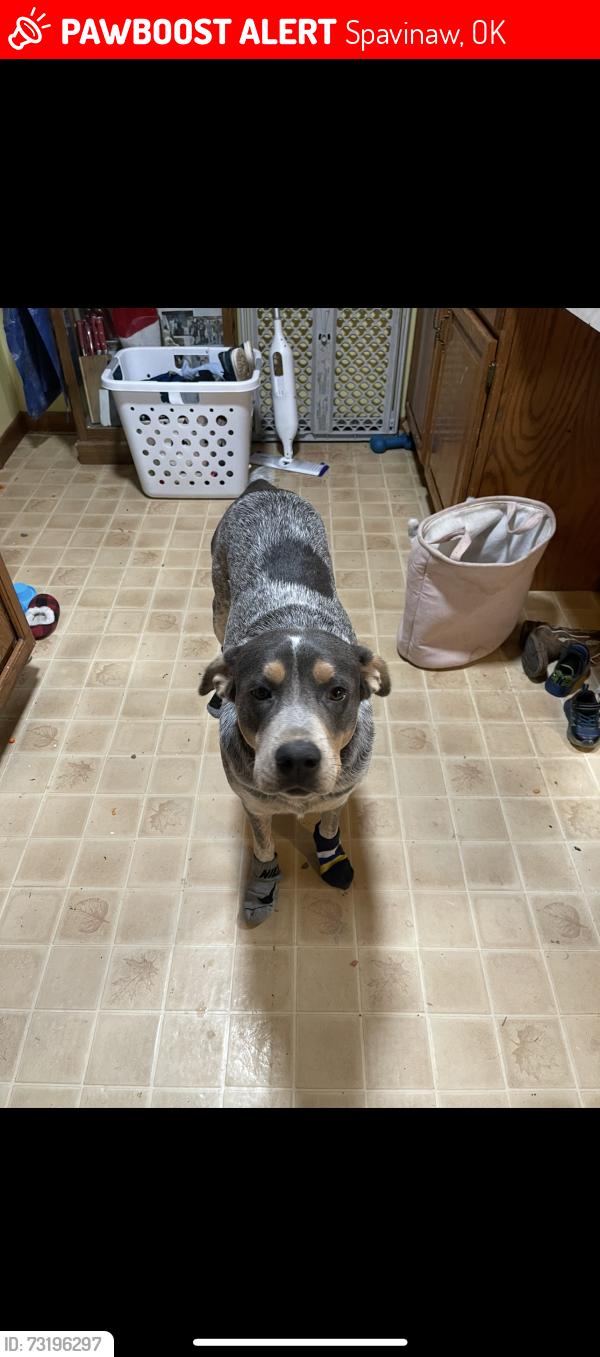 Lost Female Dog last seen N SH-82 and N MAIN ST, Spavinaw, OK 74366