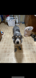 Lost Female Dog last seen N SH-82 and N MAIN ST, Spavinaw, OK 74366