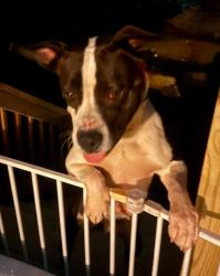 Reunited Male Dog last seen Summerhill Street. Lenoir, NC, Lenoir, NC 28645