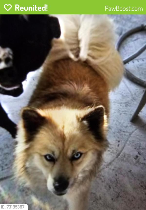 Reunited Female Dog last seen Near Salisbury Street, Port Charlotte, FL 33954