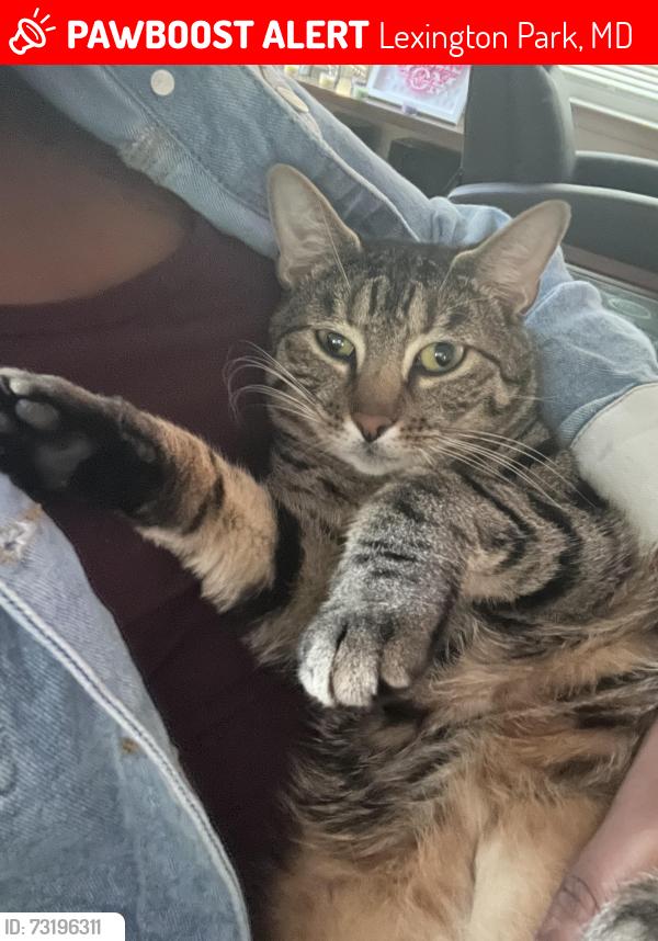 Lost Male Cat last seen Lancaster park, Lexington Park, MD 20653