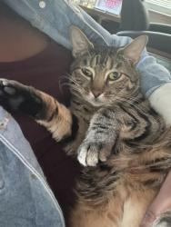 Lost Male Cat last seen Lancaster park, Lexington Park, MD 20653