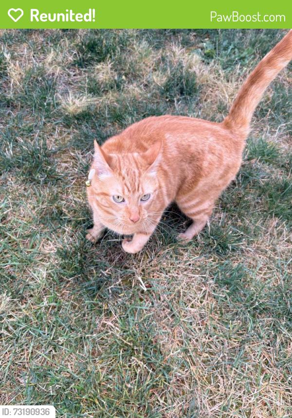 Reunited Unknown Cat last seen Marian Dr NE and Carol Dr NE, Thurston County, WA 98516
