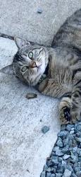 Lost Male Cat last seen 88th and 55th, Marysville, WA 98270