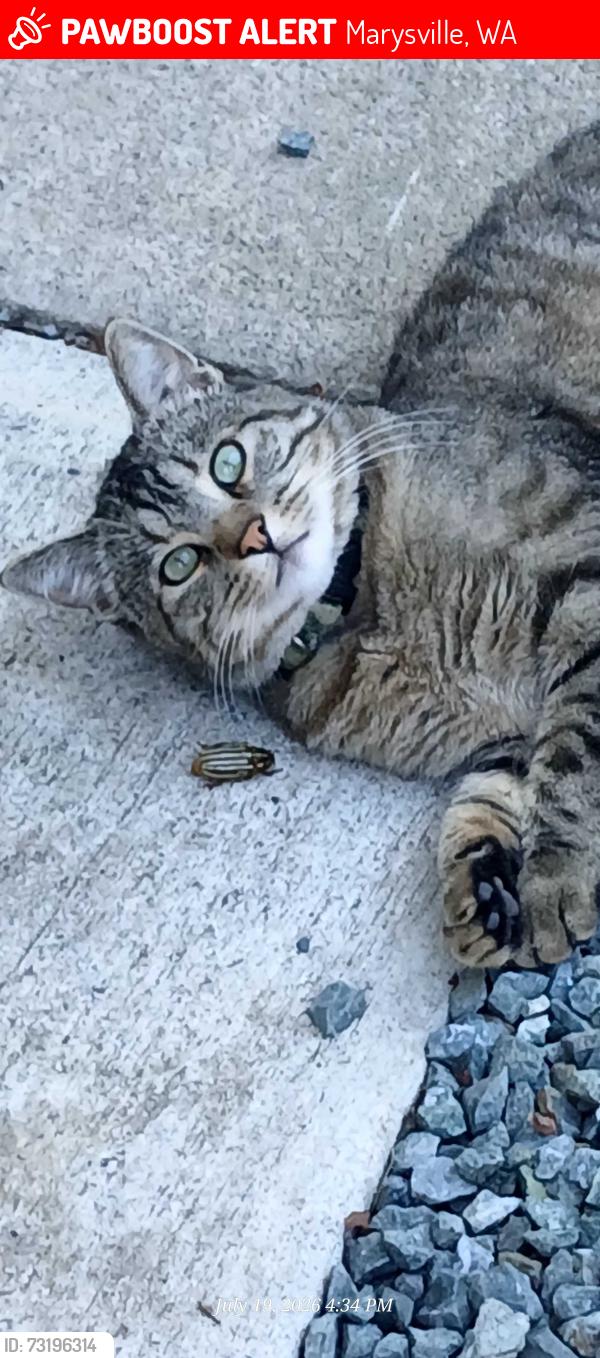Lost Male Cat last seen 88th and 55th, Marysville, WA 98270