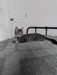 Found/Stray Female Cat last seen Merrimac/wellington, Chicago, IL 60634