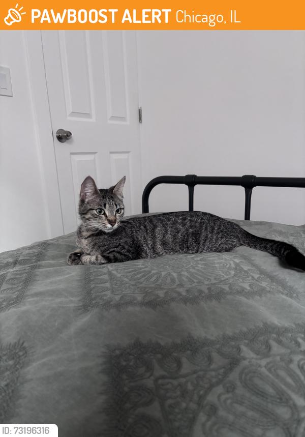 Found/Stray Female Cat last seen Merrimac/wellington, Chicago, IL 60634