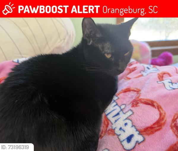 Lost Female Cat last seen Red bank, Orangeburg, SC 29118