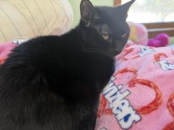 Lost Female Cat last seen Red bank, Orangeburg, SC 29118