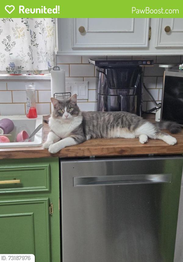 Reunited Male Cat last seen Brentway and balcrest, Houston, TX 77070