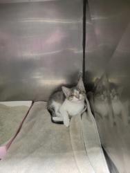 Shelter Stray Male Cat last seen Carey Rd and Westfield Rd, Westfield City, IN, 10501 Hague Rd, Fishers, IN 46038, USA