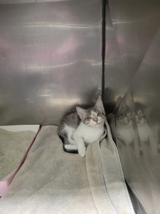 Shelter Stray Male Cat last seen Carey Rd and Westfield Rd, Westfield City, IN, 10501 Hague Rd, Fishers, IN 46038, USA