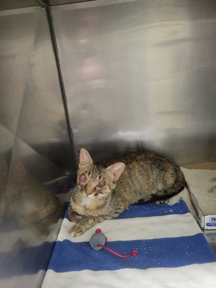 Shelter Stray Female Cat last seen Carey Rd and Westfield Rd, Westfield City, IN, 10501 Hague Rd, Fishers, IN 46038, USA