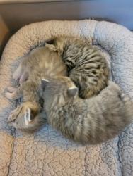 Shelter Stray Female Cat last seen Britton Park Rd and E 131st St, Fishers City, IN, 10501 Hague Rd, Fishers, IN 46038, USA