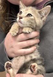 Shelter Stray Female Cat last seen Near Joliet Rd, Noblesville City, IN, 10501 Hague Rd, Fishers, IN 46038, USA