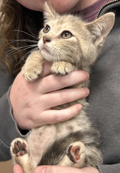 Shelter Stray Female Cat last seen Near Joliet Rd, Noblesville City, IN, 10501 Hague Rd, Fishers, IN 46038, USA