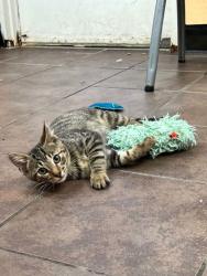 Shelter Stray Male Cat last seen Near Blk of Williams, District 2 - West Cleburne,, 2375 Service Dr, Cleburne, TX 76033, USA