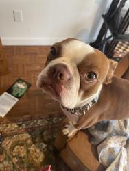 Lost Male Dog last seen Hubb Shutts Rd Cobleskill NY, Cobleskill, NY 12043