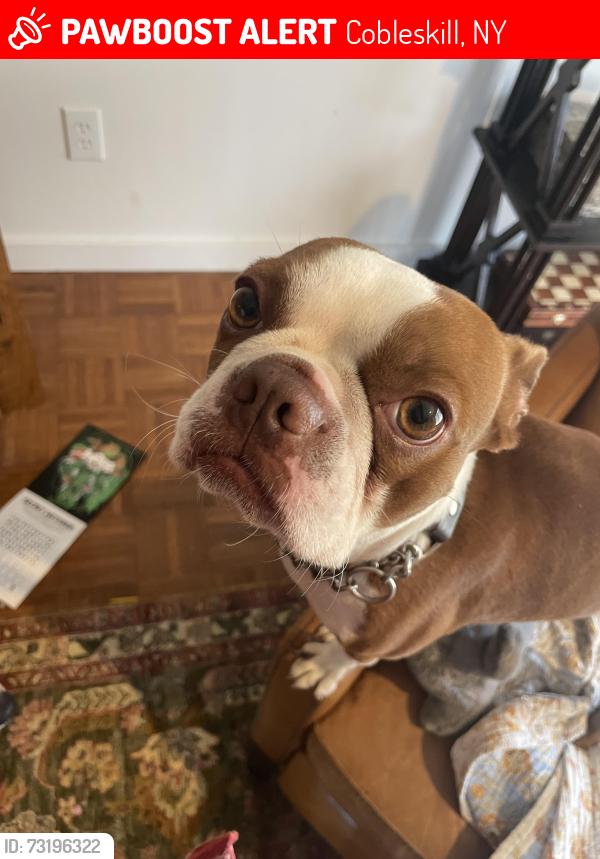 Lost Male Dog last seen Hubb Shutts Rd Cobleskill NY, Cobleskill, NY 12043