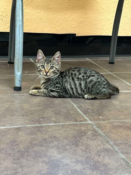 Shelter Stray Male Cat last seen Near Blk of Williams, District 2 - West Cleburne,, 2375 Service Dr, Cleburne, TX 76033, USA