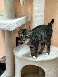 Shelter Stray Male Cat last seen Near Blk of Williams, District 2 - West Cleburne,, 2375 Service Dr, Cleburne, TX 76033, USA