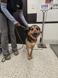 Shelter Stray Female Dog last seen Near Cascade Hills Cir SW, Atlanta, GA, 1251 Fulton Industrial Blvd NW, Atlanta, GA 30336, USA